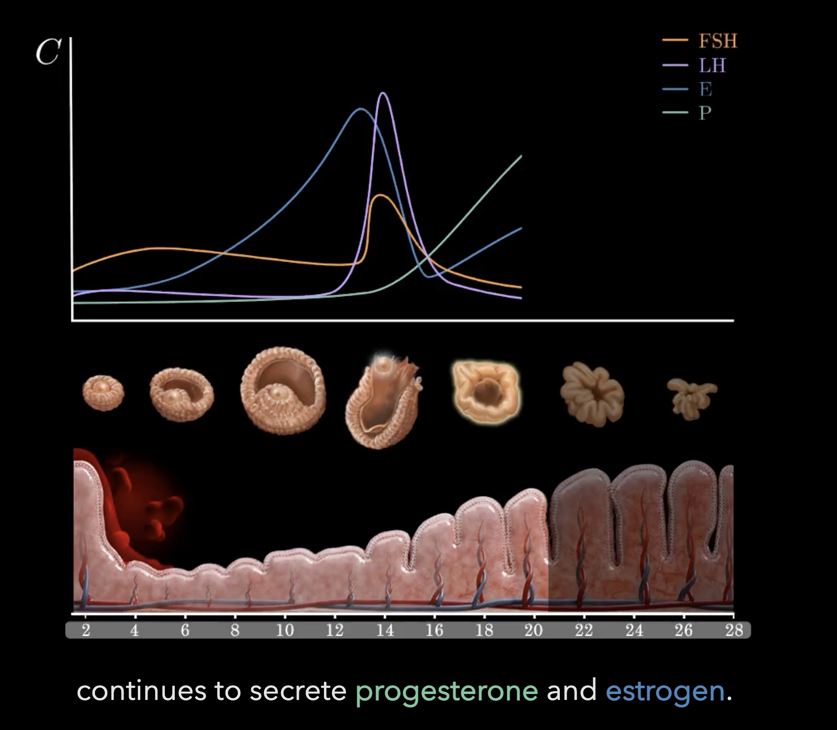 <p>corpus luteum continues to secrete [green] and [blue']</p>