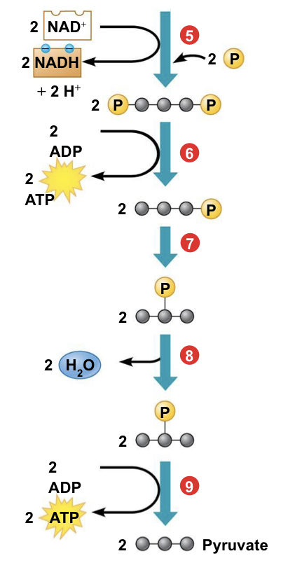 <p>(5) a redox reaction generates NADH</p><ul><li><p>reduction reaction following oxidation of G3P</p></li></ul><p>(6-9) ATP and Pyruvate are produced</p><ul><li><p>Step 6 and 9: Substrate Level Phosphorylation</p></li><li><p>Step 8: lost water will go back to ATP hydrolysis(1 or 3)</p></li><li><p><em>yield 2 NADH and 4 total AP molecules</em></p></li></ul>