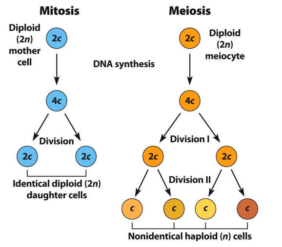 <p>obsah DNA v haploidní sadě chromosomů, kdy každý chromosom je tvořen 1 chromatidou</p>