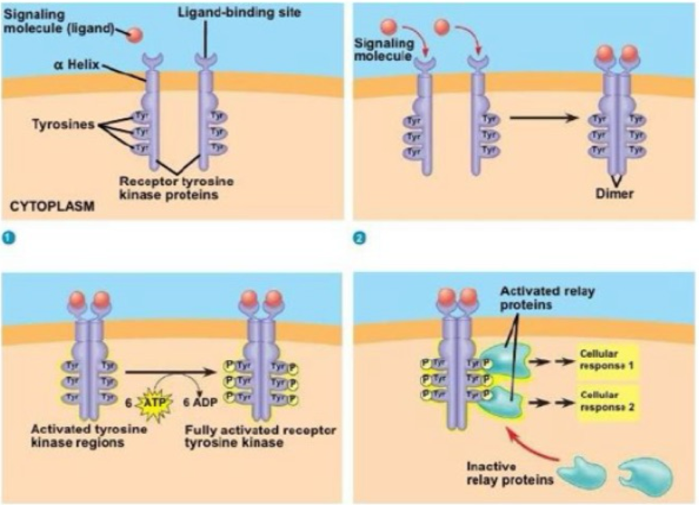 <p>tyrosine kinase signaling </p>