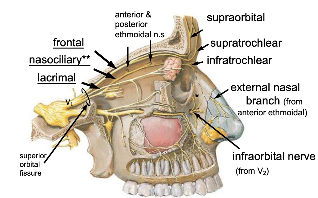 <p>lacrimal n.<br>frontal n.<br>nasociliary n.</p>