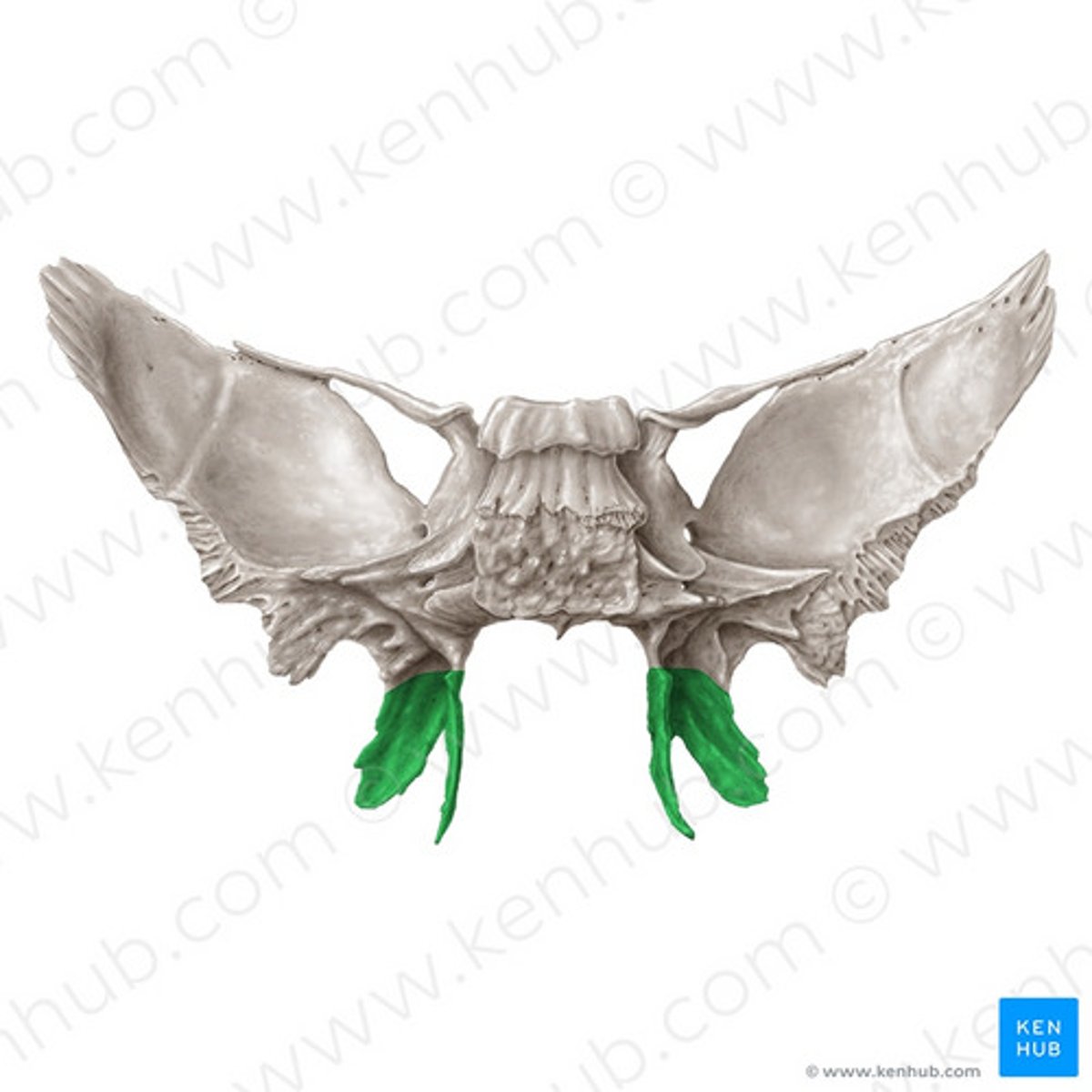 knowt flashcard image