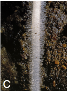 <p>location of water absorption</p>