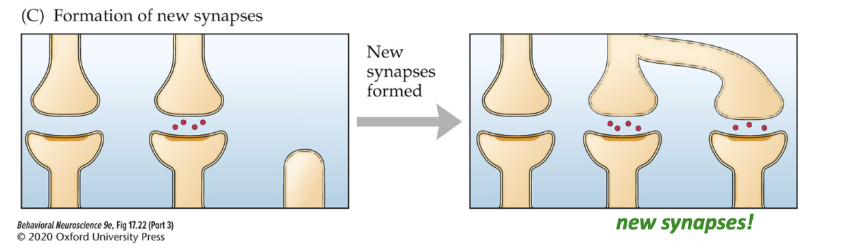 <ul><li><p>In the long term (approx. few days), LTP can cause structural changes in neurons such as the growth of more dendritic spines—more synaptic connections! </p></li><li><p>These structural changes take longer because they rely on activity-dependent changes in gene expression (e.g. actin scaffolding proteins to build new dendritic spines) </p></li><li><p>This is yet another efficient way to make stronger connections between communicating neurons!</p></li></ul><p></p>