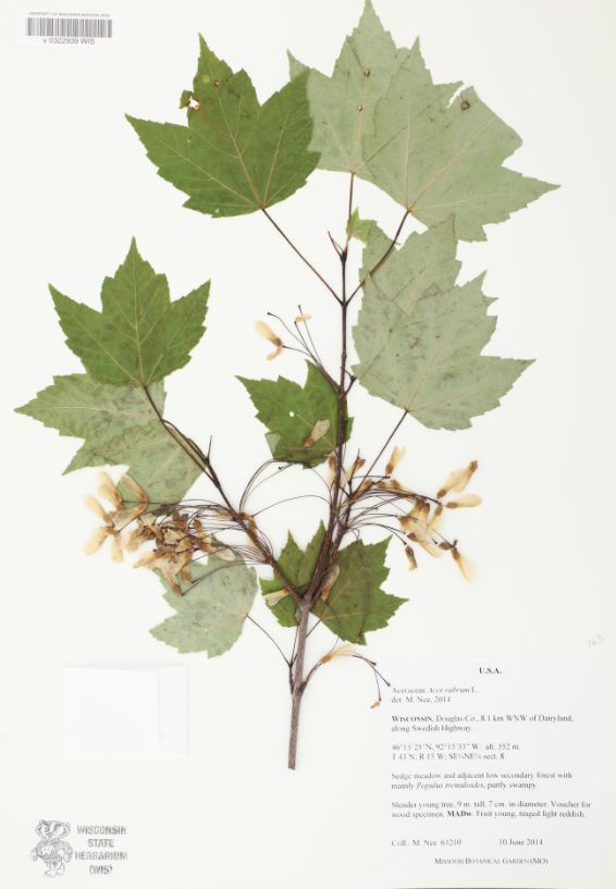 <p>(with leaves) Sapindaceae</p>