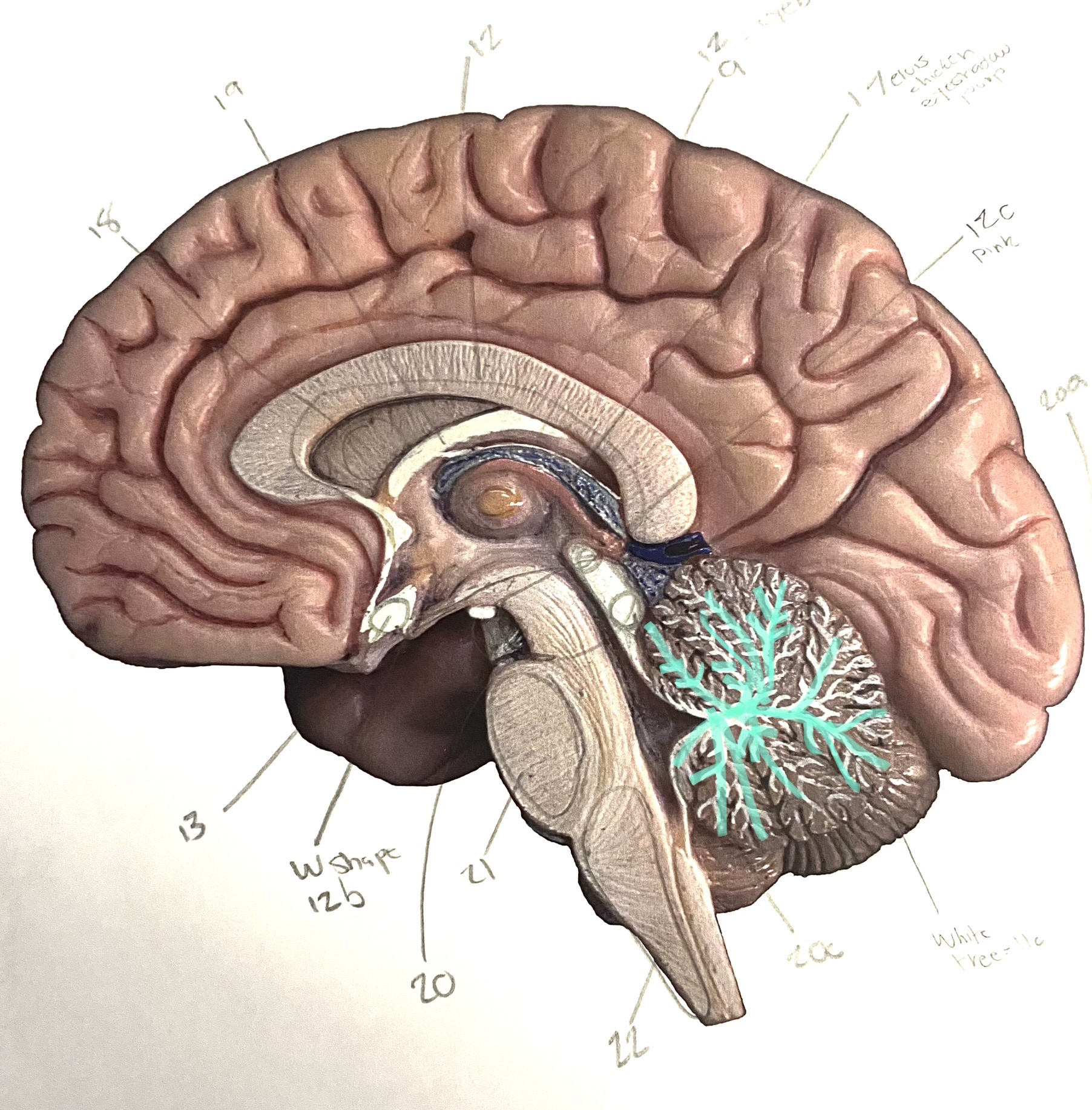 knowt flashcard image