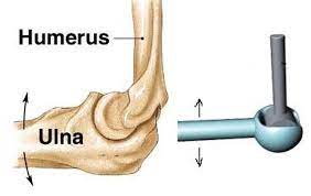 <p>joint that allows for movement in primarily one plane, bends in one direction</p>