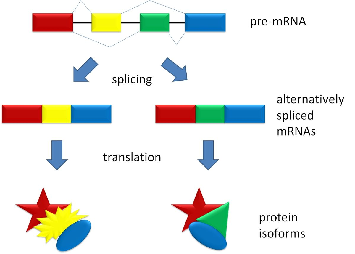 <p>Exons can be spliced and allow for multiple protein versions from same pre-mRNA transcript </p>