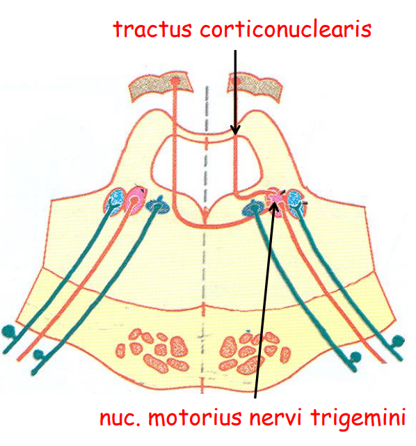 <p>tractus corticonuclearis</p>