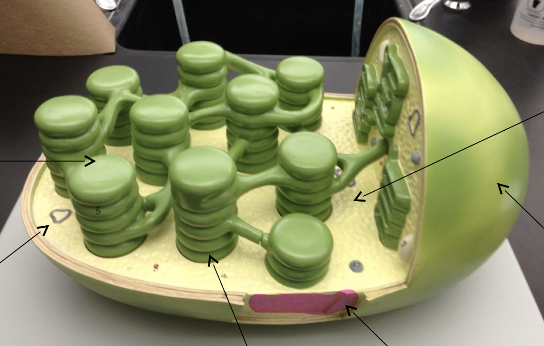 Chloroplast model

\
What is pointed?