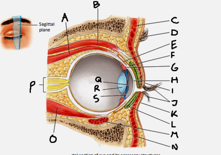 <p>cornea</p>