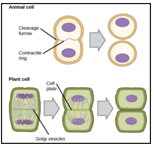 <p>Animal Cells</p><ul><li><p>contracting ring of proteins squeezes the cytoplasm and creates 2 cells</p></li></ul><p>Plant Cells</p><ul><li><p>vesicles form together to make a cell plate, which becomes the cell membrane and cell wall</p></li></ul><p></p>