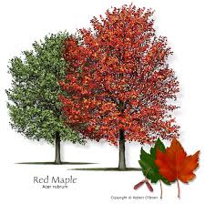 <p>Red Maple</p>