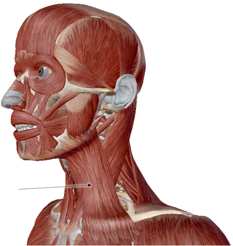 <p>Name the muscle</p>