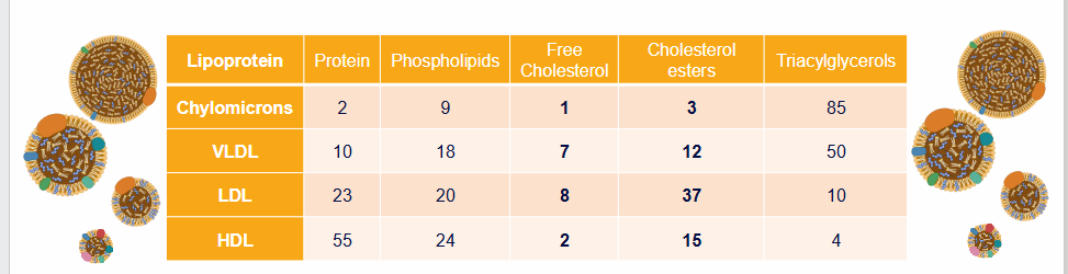 <p>Lipoproteins vary in composition</p>