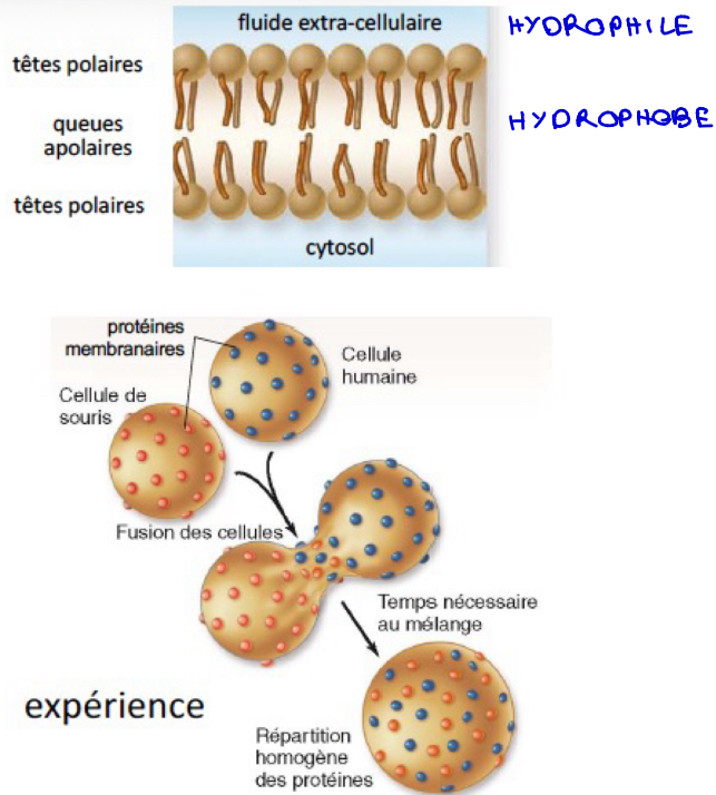 <p>Les constituants principales des phospholipides :</p><ul><li><p>Une tête polaire (hydrophile) et deux queues apolaires (hydrophobe)</p></li><li><p>Forment spontanément une bicouche</p></li><li><p>La zone interne apolaire empêche le passage des substances hydrophiles.</p></li></ul><p>Fluidité :</p><ul><li><p>Les phospholipides peuvent se déplacer les uns par rapport aux autres au sein de la bicouche</p></li><li><p>=> mouvement dans la membrane et déplacement des protéines membranaires</p></li></ul><p></p>