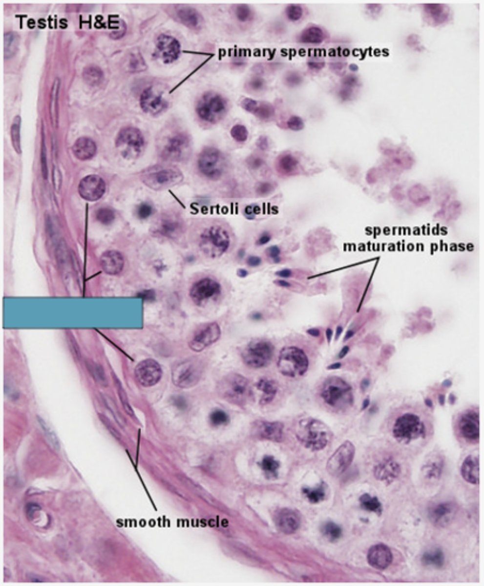 <p>Identify the cell</p>