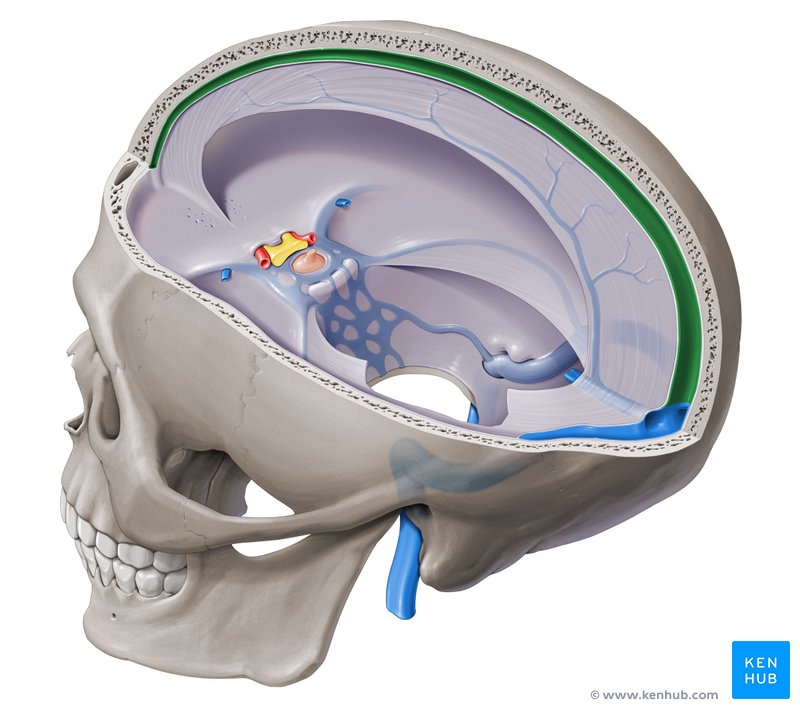 <p>_____ → Confluence of sinuses → Transverse → Sigmoid → IJV</p>
