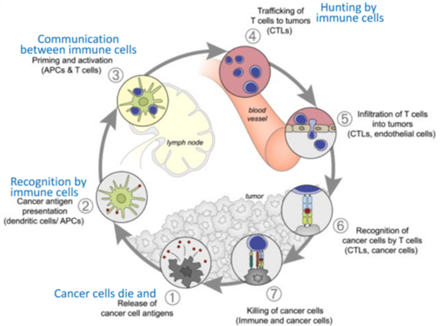 <p>1. dead cancer cells release antigens that activate the immune system</p><p>2. T cells are trafficked to the tumour</p><p>3. T cells infiltrate the tumour and kill the cells</p><p>4. T cells die and release more antigens</p>