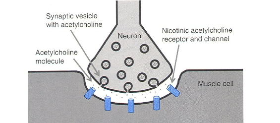 <p>Depolarization of motor nerve ending releases acetylcholine (chemical neurotransmitter ACH)</p><p>ACH diffuses across the junction binds to Nicotinic receptors (key) located on the muscle fiber</p><p>Stimulates opening of ligand-gated (lock and key) NA channels→ leads to Na (+ charge) rush into the cell leading to membrane depolarization.&nbsp;</p><p>move 3 sodium out and 2 potassium in</p>