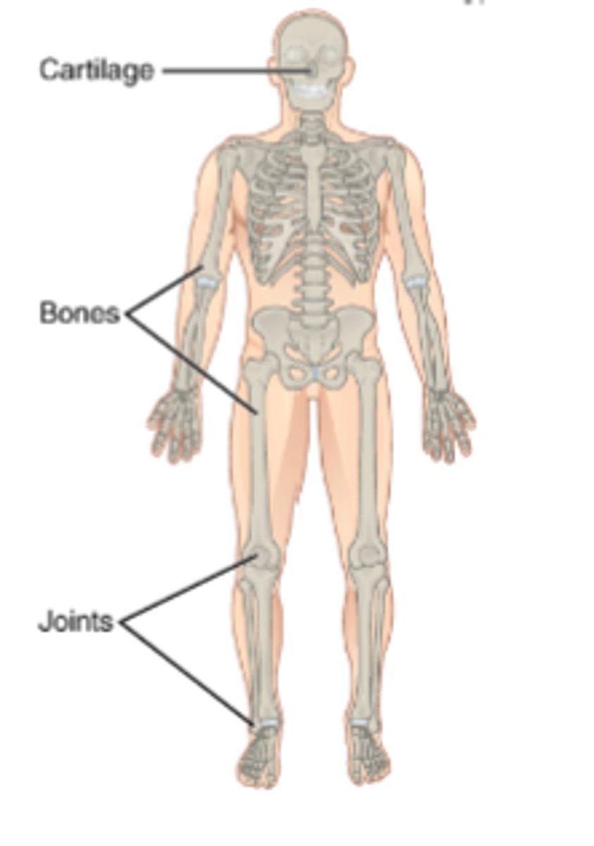 <p>movement of limbs</p>