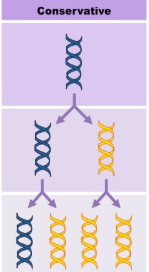 <p>Conservation (Replication) </p>