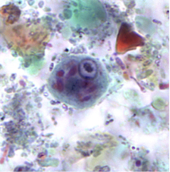 <p>Professor: Dr. Glena Fe A. Yapchulay-Alcabasa</p>