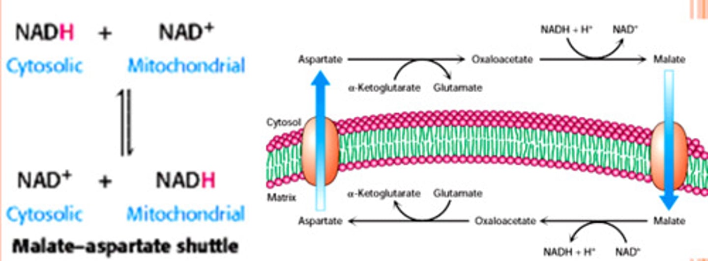 <p>"electrons are transferred from NADH to oxaloacetate, forming malate":</p><p>malate crosses inner mitochondrial membrane;</p><p>transfer electrons to the mitochondrial NAD+, forming NADH</p>