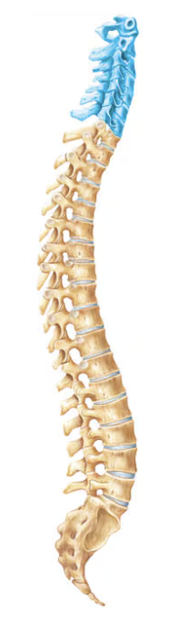 <p>Name this part of the vertebral column</p>