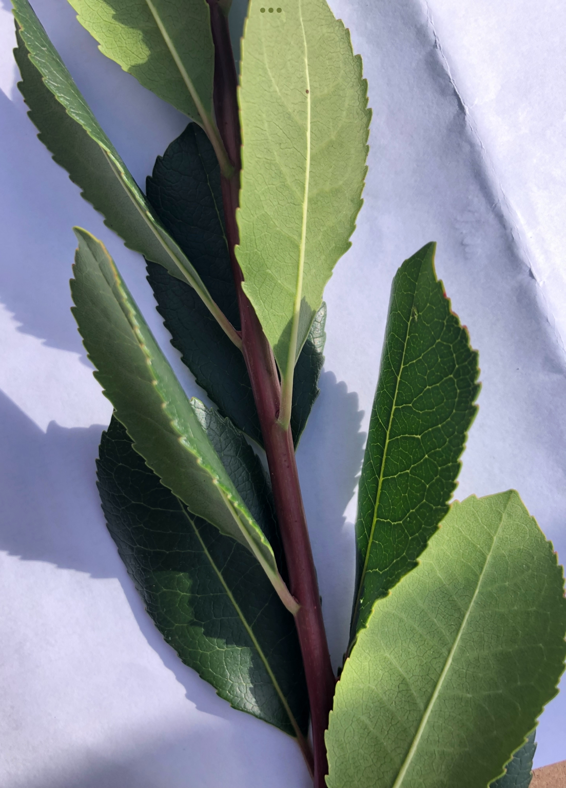 <p>Arbutus unedo hardiness </p>
