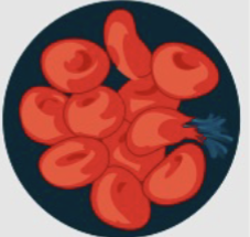 <p>The number of NPS is higher inside the cell, causing water to rush in and the cell to swell (eventually bursting)</p>