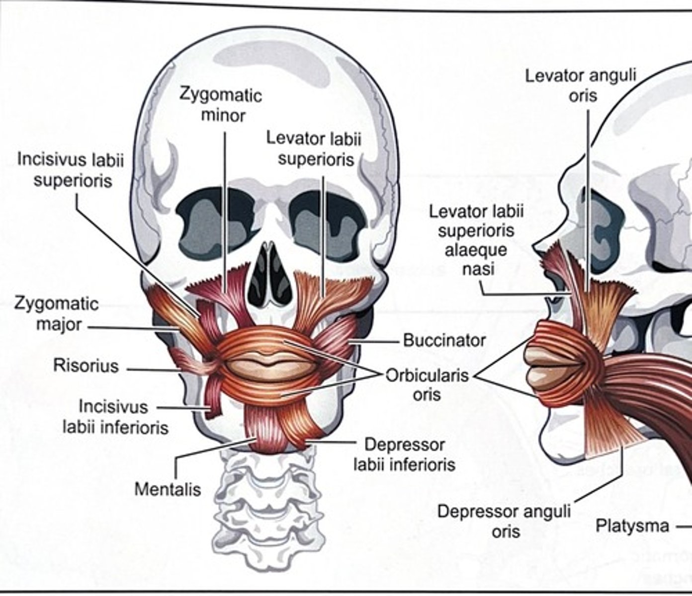 <p>It controls lip closure (orbicularis oris) and cheek tension (buccinator) to keep the bolus inside the mouth.</p>
