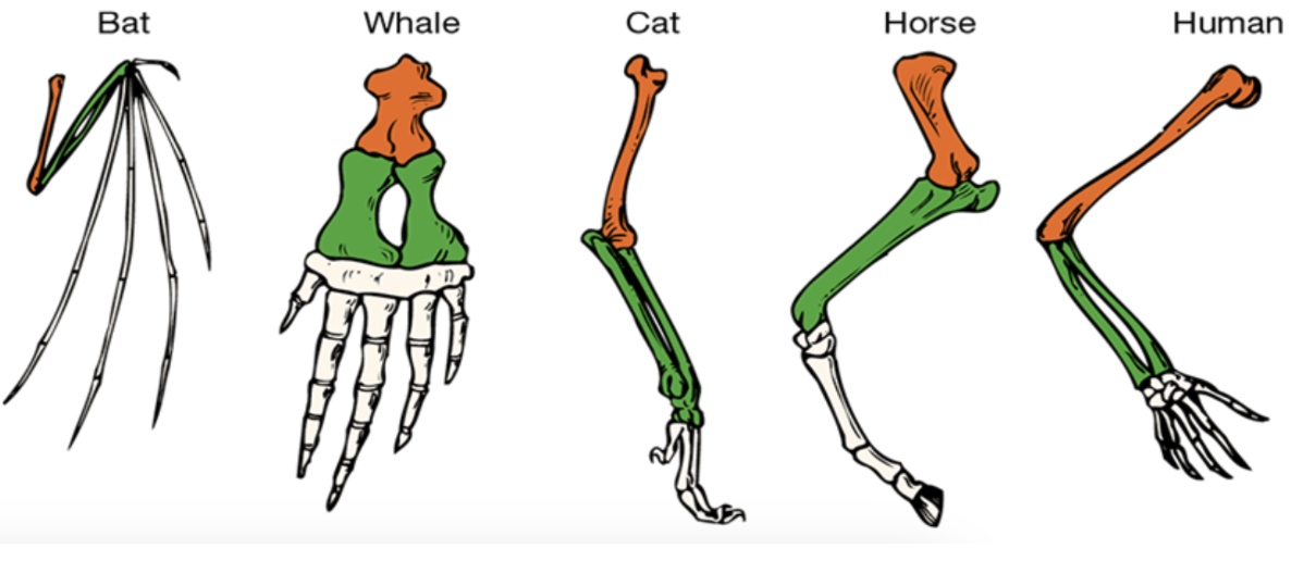<p><span style="font-family: Aptos, Aptos_MSFontService, sans-serif">organs or skeletal elements of animals and organisms that, they virtue of their similarity, suggest their connection to a common ancestor. these structures do not have to look exactly the same, or have same function. <mark data-color="#daffe7" style="background-color: #daffe7; color: inherit">they have similar structure but different functions.</mark> this is resulting from mutations and natural selections</span></p>