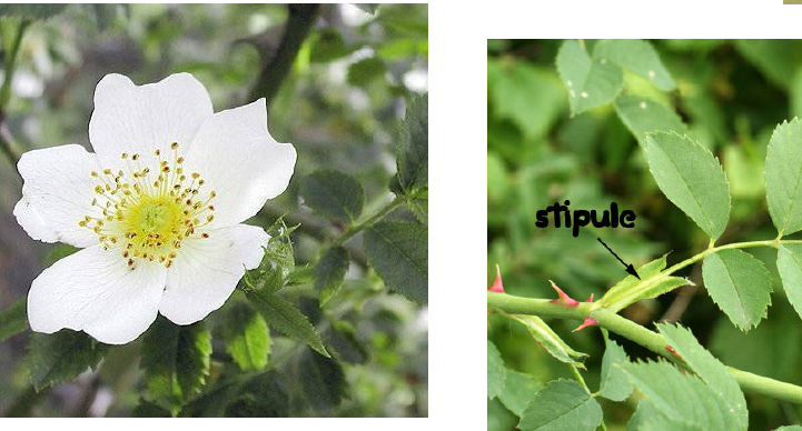 Which woody dicot family has a serrate leaf margin, paired stipules, prickles, and showy flowers with many stamens? e.g. apple, cherry, strawberry