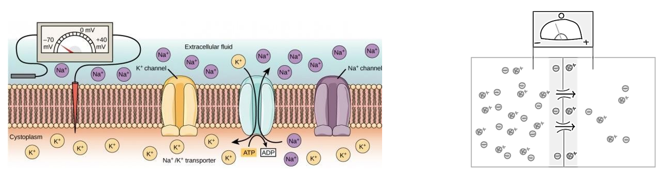 <p>Neuronale celmembraan (phospholipide dubbellaag): <strong>niet </strong>permeabel voor kationen (Na+ & K+) & anionen (Cl- & HCO<sub>3</sub>-)</p><p>Ionkanalen laten passage toe van specifieke ionen over celmembraan ifv aantal & toestand ervan (open/dicht)</p><p>Aanwezigheid ionpompen (Na+/K+ transporter) → ongelijke verdeling ionen over celmembraan & <strong>potentieel om ionenstromen te genereren</strong> bij permeabiliteit van membraan</p><ul><li><p>meer K+ intra-, meer Na+ extracellulair</p></li></ul><p>Membraan is meest permeabel voor K+ → rustpotentiaal sluit aan bij die voor K+</p><ul><li><p>K+ lekkage uit cel genereert overwegend negatieve lading aan binnenkant van celmembraan</p></li></ul><p></p>