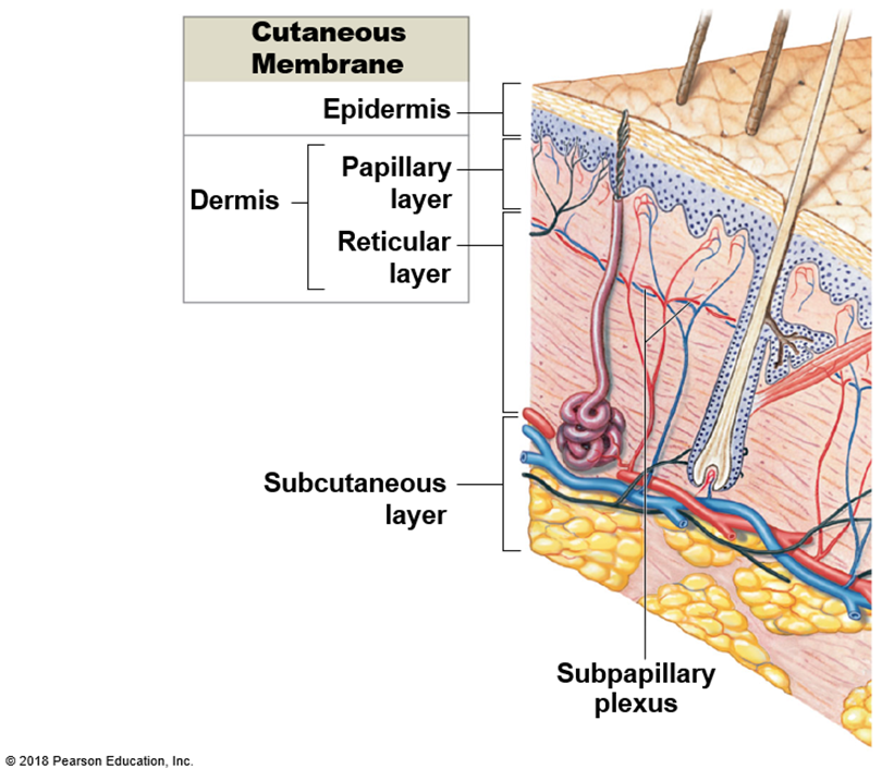 <p>Epidermis (outer layer), dermis (middle layer), and hypodermis (deepest layer).</p>