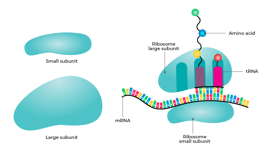 <p><strong>Definition:</strong><br>a complex made of <strong>ribosomal RNA (rRNA)</strong> and <strong>proteins</strong> that builds proteins from mRNA.</p><p><strong>Key Points:</strong></p><ul><li><p><strong>Structure:</strong></p><ul><li><p>Made of <strong>rRNA</strong> (does most of the work) and <strong>proteins</strong> (support roles) — similar to the spliceosome.</p></li></ul></li><li><p><strong>Subunits:</strong></p><ul><li><p><strong>Small subunit:</strong> Decodes the mRNA by matching codons to tRNA anticodons.</p></li><li><p><strong>Large subunit:</strong> Forms <strong>peptide bonds</strong> between amino acids (called the <strong>peptidyl transfer center</strong>).</p></li></ul></li><li><p><strong>Terminology:</strong></p><ul><li><p>Named by how they <strong>sediment (settle)</strong> during centrifugation — measured in <strong>Svedberg (S) units</strong>, not additive.</p></li></ul></li></ul><p><strong>Prokaryotic Ribosome:</strong></p><ul><li><p>Small: <strong>30S</strong></p></li><li><p>Large: <strong>50S</strong></p></li><li><p>Total: <strong>70S</strong></p></li></ul><p><strong>Eukaryotic Ribosome:</strong></p><ul><li><p>Small: <strong>40S</strong></p></li><li><p>Large: <strong>60S</strong></p></li><li><p>Total: <strong>80S</strong></p></li></ul><p></p>