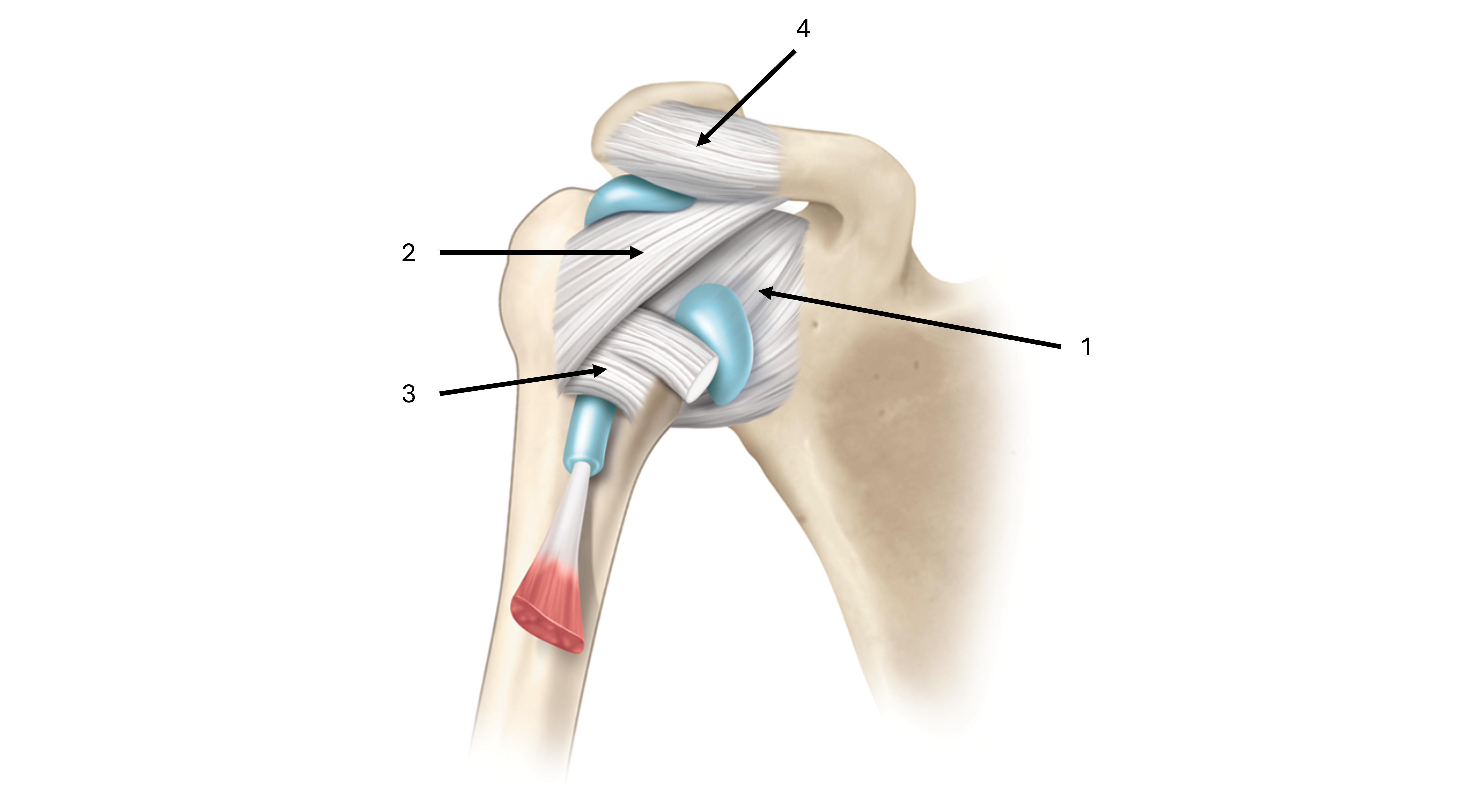 <p>what is label #4 and its classification</p>