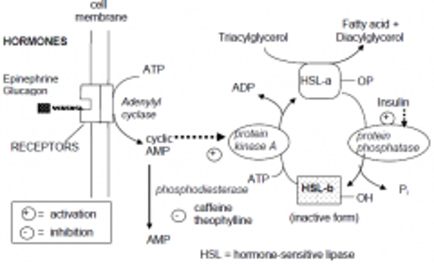 <p>Hormone-sensitive lipase is activated during the fasting state due to decreasing levels of insulin and increasing levels of glucagon.</p>