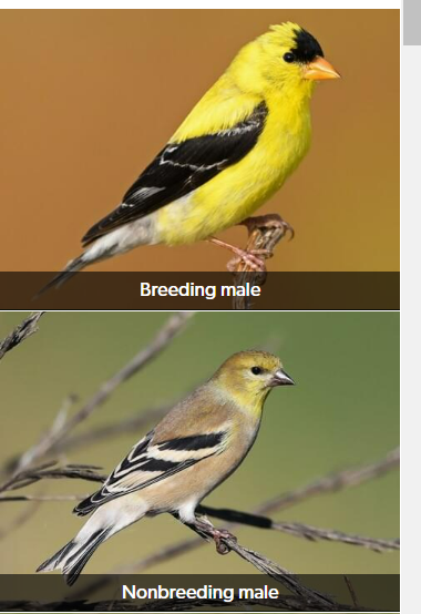 <p>American Goldfinch</p>