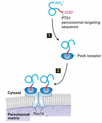 <ul><li><p>Pex5: Cytosolic protein&nbsp;</p><ul><li><p>Recognizes PTS1</p></li><li><p>Binds to the PTS1 sequence at C-terminus of target protein&nbsp;</p></li></ul></li><li><p>Pex14: Peroxisomal Membrane protein</p><ul><li><p>Pex5 associates with Pex14</p></li></ul></li></ul><p></p>