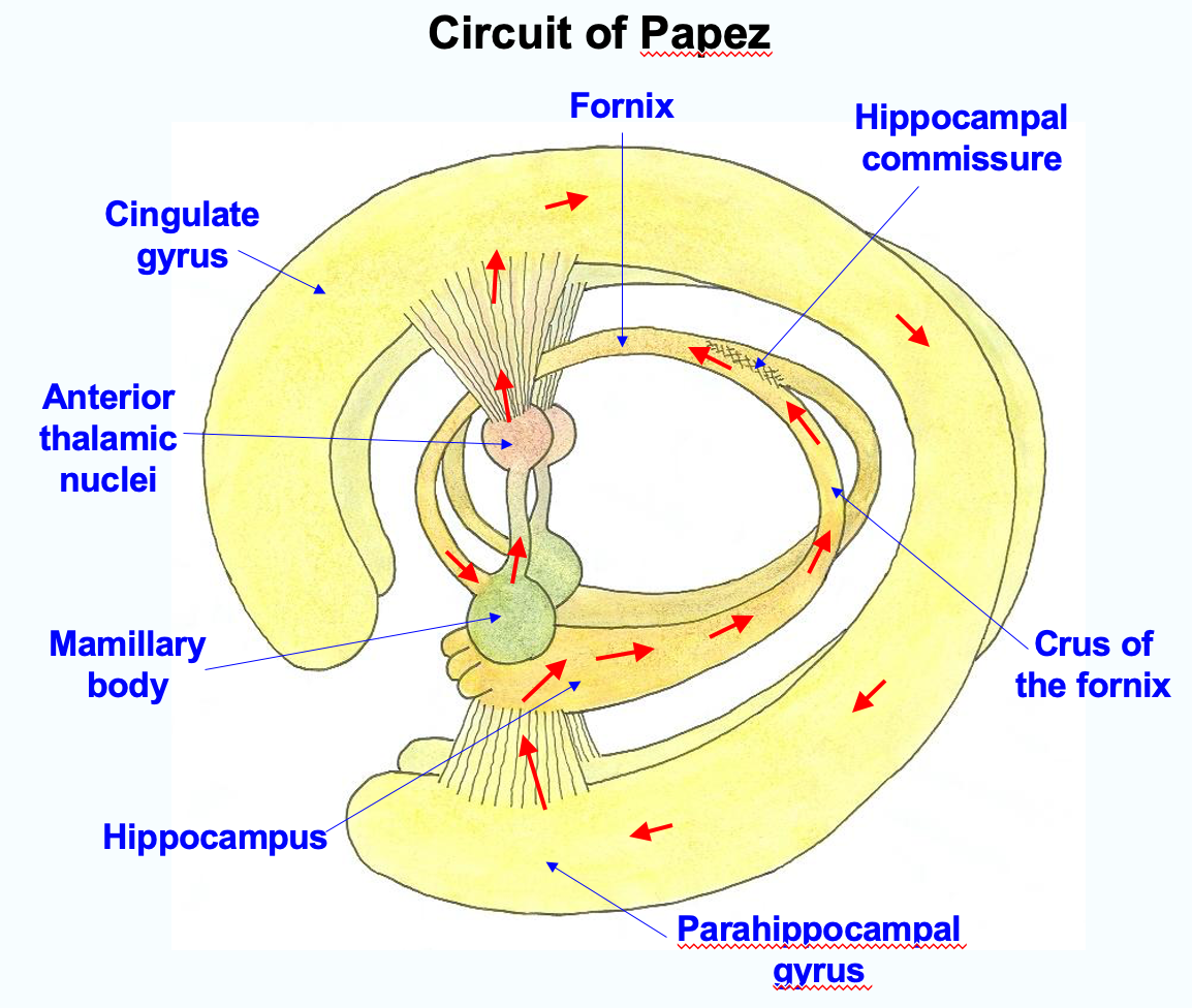 <ol><li><p><strong>Starts in the hippocampus</strong>: Signals travel through the <strong>fornix</strong> to the mammillary bodies.</p></li><li><p><strong>Mammillary bodies</strong>: Send signals via the <strong>mammillothalamic tract</strong> to the <strong>anterior thalamic nucleus</strong>.</p></li><li><p><strong>Anterior thalamic nucleus</strong>: Relays signals to the <strong>cingulate gyrus</strong>.</p></li><li><p><strong>Cingulate gyrus</strong>: Sends information to the <strong>entorhinal cortex</strong> and back to the hippocampus via the <strong>parahippocampal gyrus</strong>.</p></li></ol><p></p>