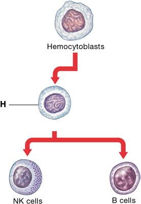 <p>Which type of cell (labeled "H") gives rise to B cells and NK cells from the bone marrow? </p>