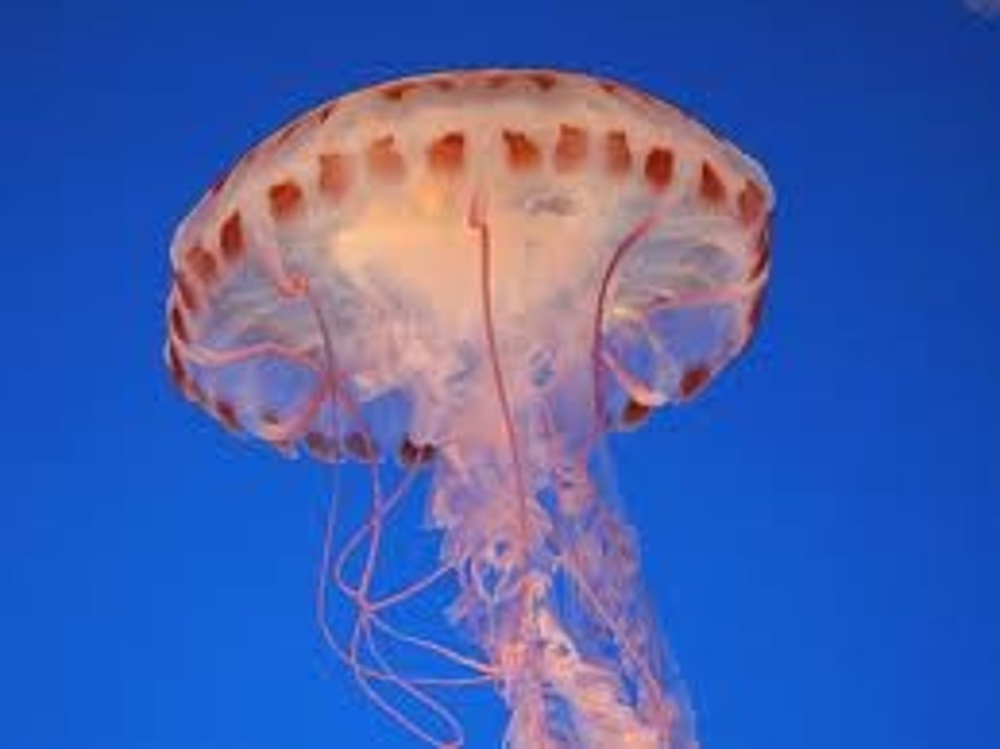 <p>Invertebrates with stining cells Ex: Jellyfish, Polyps</p>