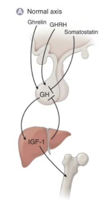<ul><li><p>promotes systemic growth</p></li><li><p>inhibits GH release from the anterior pituitary gland</p></li></ul><p></p>