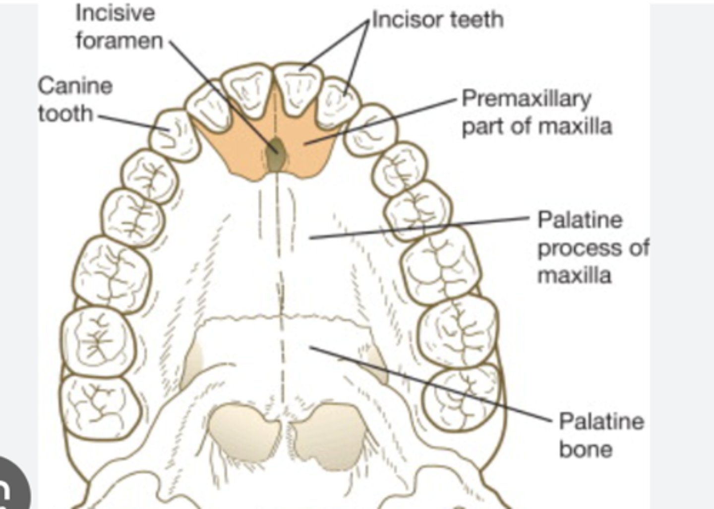<p>What does the intermaxillary segment give rise to? </p>