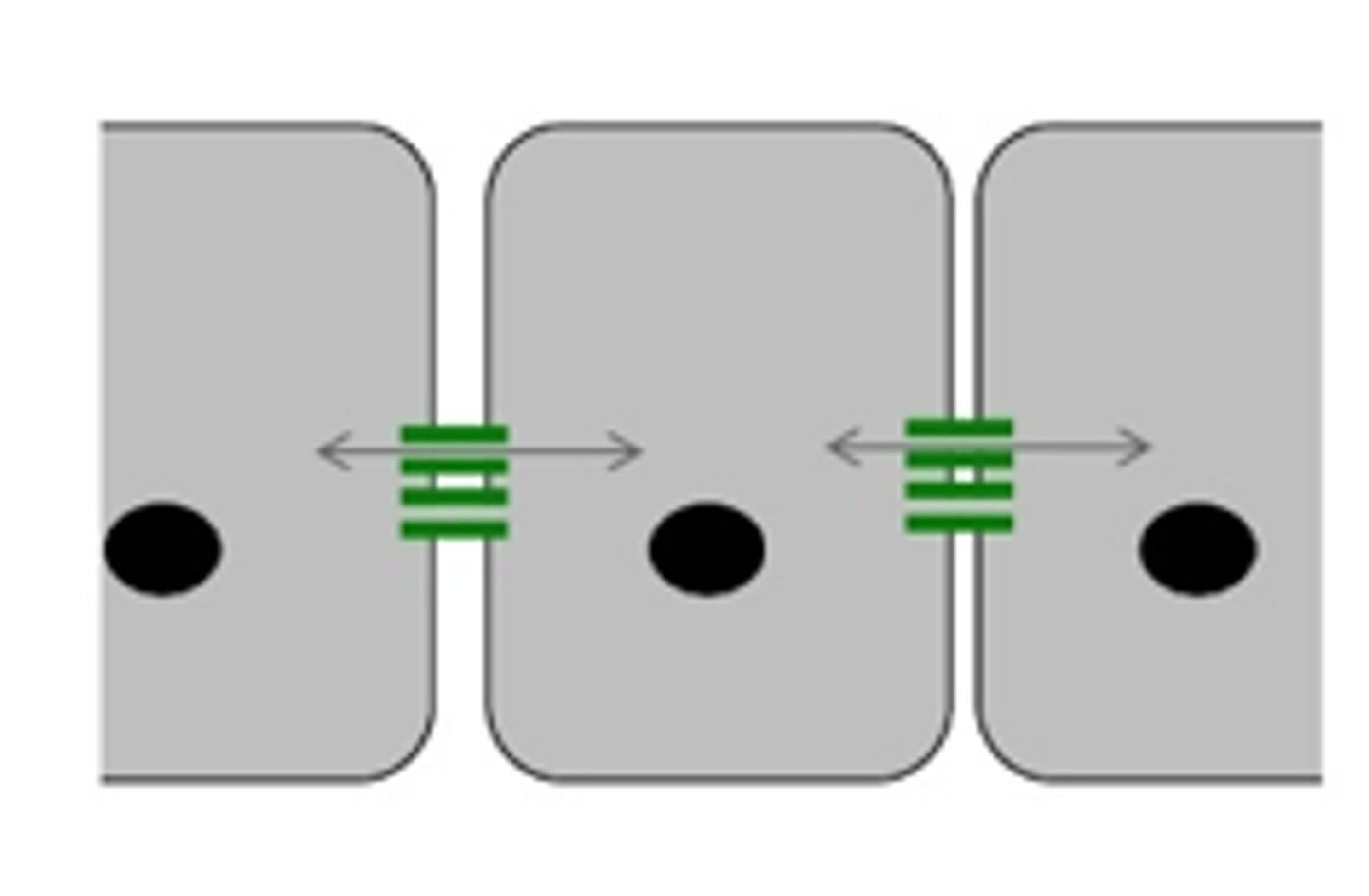 <p>- Förmedlar information mellan cellerna<br>- Bildar kanaler för små celler</p>