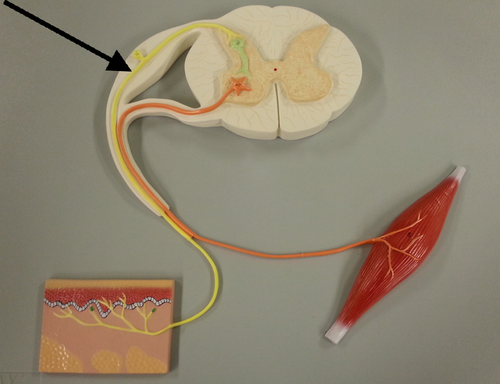<p>Yellow color on model, in the dorsal side, takes stimulus to CNS</p>
