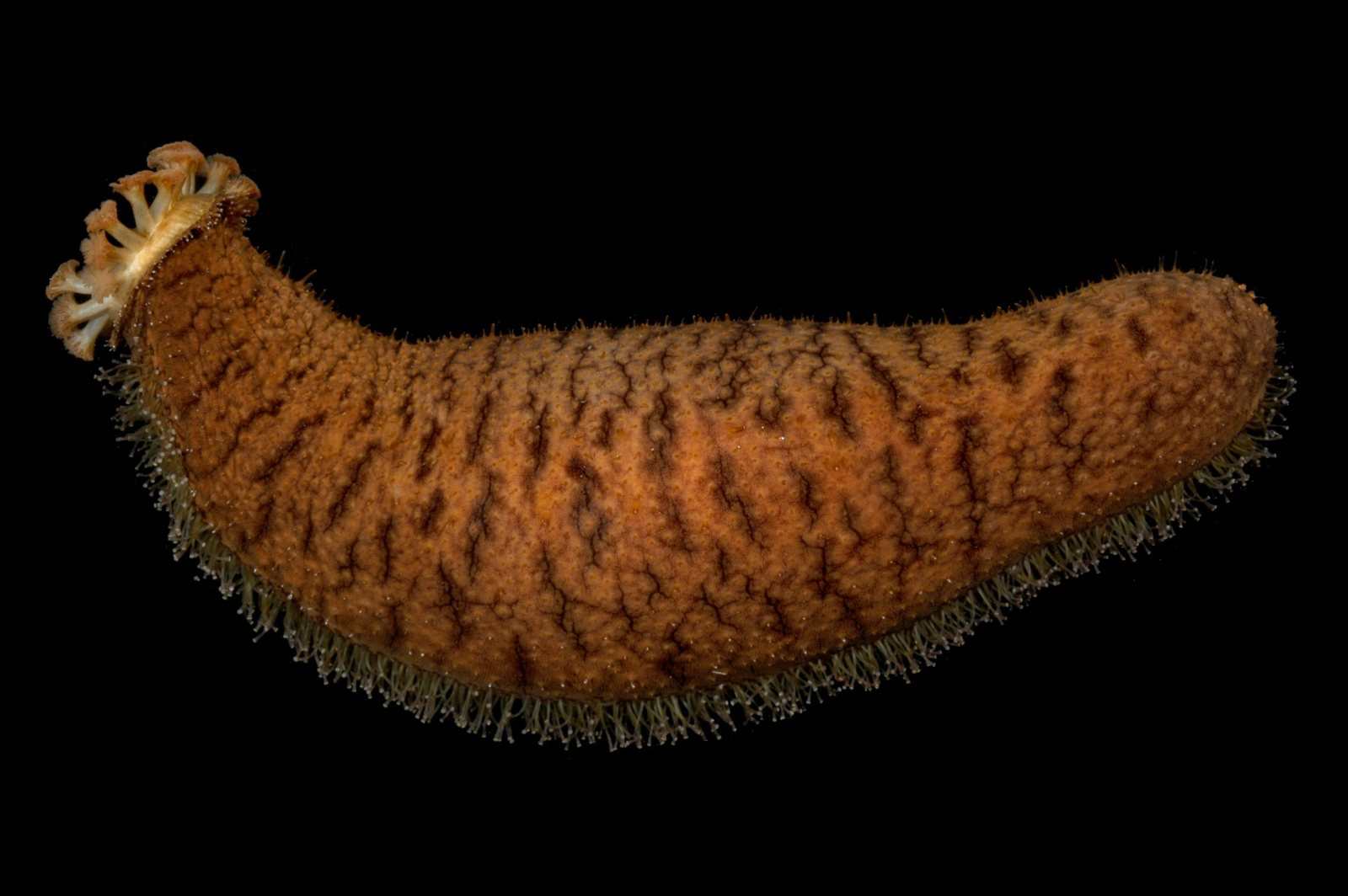 <p><strong>Holothuroidea</strong></p>
