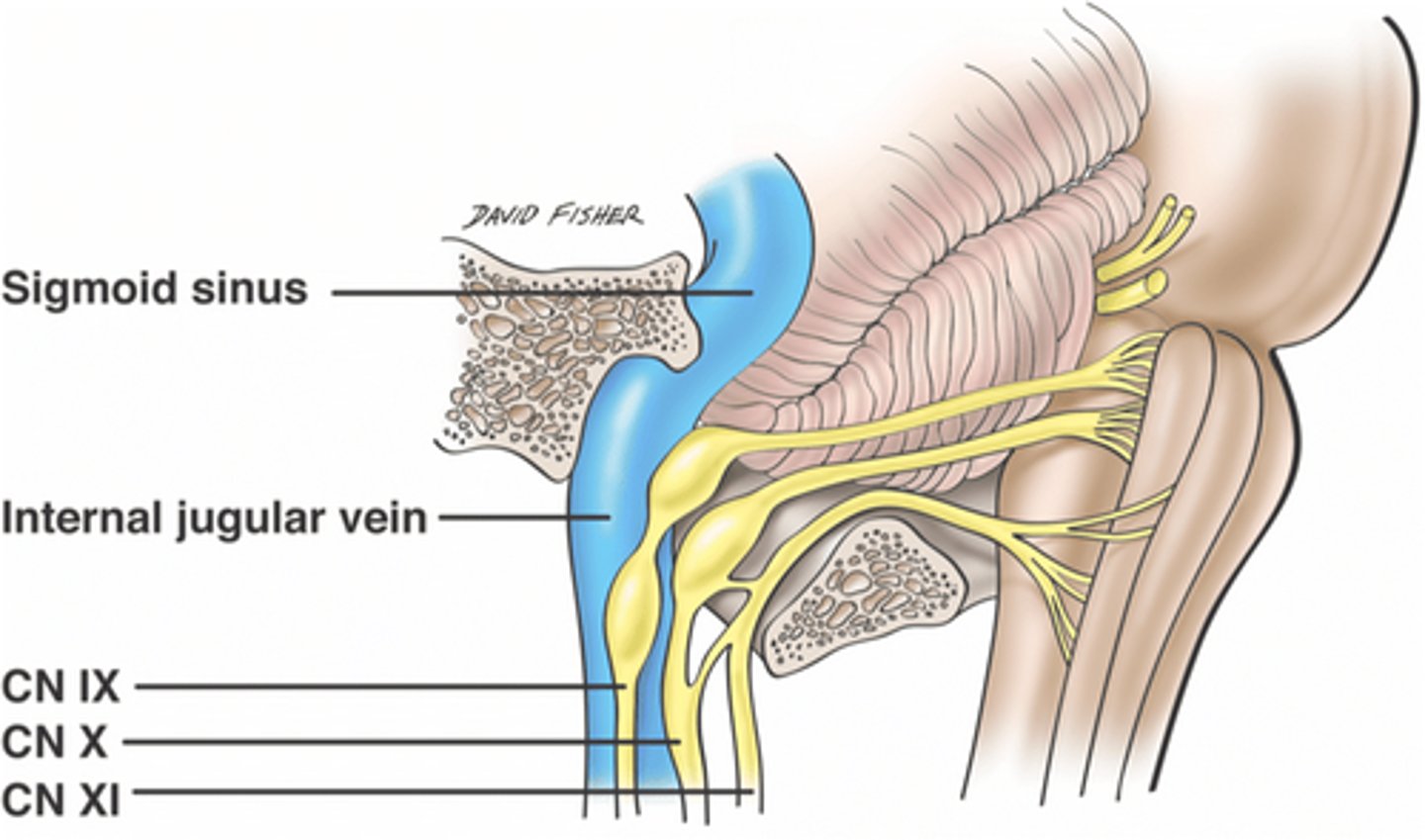 <p>Nerves that pass through the jugular foramen:</p><p>1. vagus nerve</p><p>2. accessory nerve</p><p>3. glossopharyngeal nerve</p>